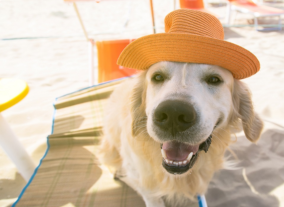 Foto Spiaggia cani