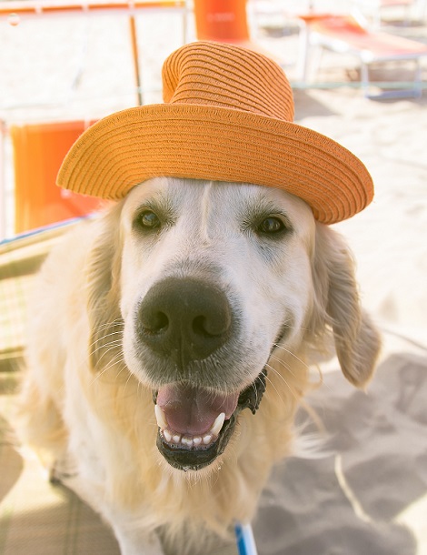 Ordinanza Balneare 2023 – Area spiaggia con libero accesso ai cani